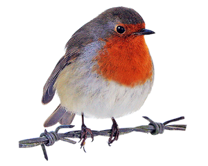 a robin redbreast